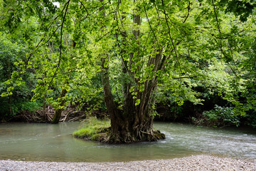 Wall Mural - Green tree