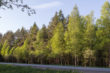 Young birches lit by the evening sun grow along the highway