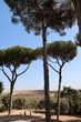 © ClaraNila - View from Palatine Hill to Coliseum in Rome, Italy