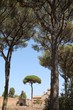 © ClaraNila - Palatine Hill in Rome, Italy