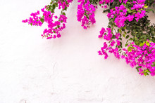 Beautiful Spanish Bougainvillea Flowers On White Wall