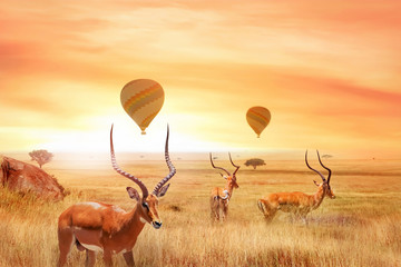 Wall Mural - group of african antelopes in the african savanna against a beautiful sunset and air balloons. afric