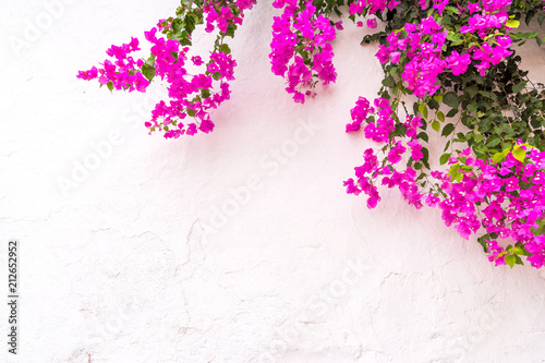 Fotografía beautiful spanish Bougainvillea flowers on white wall