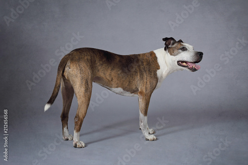 Chien De Race American Staffordshire Terrier Senior Buy
