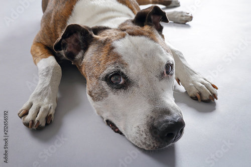 Chien De Race American Staffordshire Terrier Senior Couché