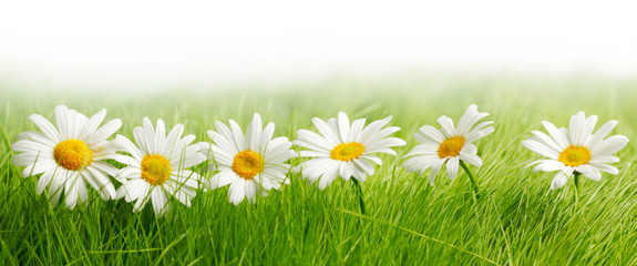 White daisy flowers in green grass