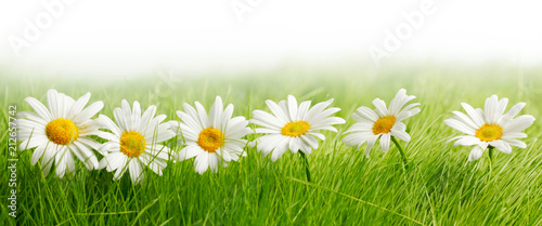 Plakat stokrotka  biale-kwiaty-daisy-w-zielonej-trawie