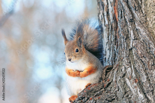 Fotomural a squirrel on a tree in a winter park