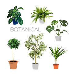 Wall Mural - potted plants collection. vector realistic illustration. botanocal elements. 