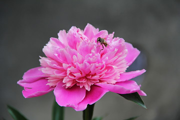 Bright pink peonie in a summer garden.