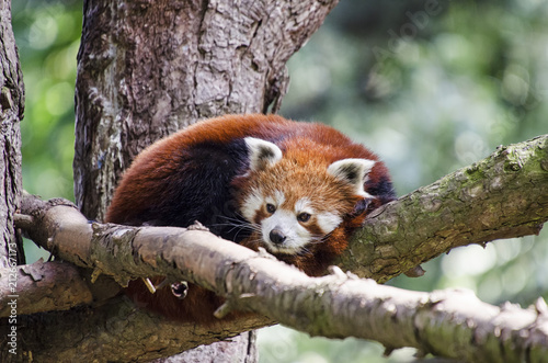 Zdjęcie XXL Czerwona panda leżąca na drzewie