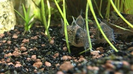 Wall Mural - Panzerwels, Panzerwelse im Aquarium 