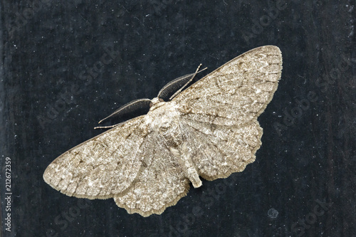 Fotografía Closeup of the pale oak beauty, Hypomecis punctinalis, moth resting on a dark background