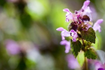 Canvas Print - Lamium purpureum plant with flowers
