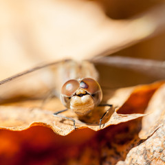 Brown dragonfly with macro details on an autumn leaf
