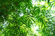 close up bamboo leaves green planted in the garden,BAMBUSA BEECHEYANA MUNRO BEECHEY BAMBOO, SILKBALL