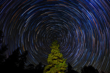 Wall Mural - circular star trails over pine tree. concept night sky astrophotography