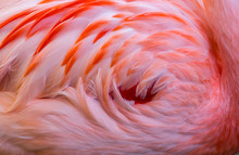 Texture Of Flamingo Back Feathers