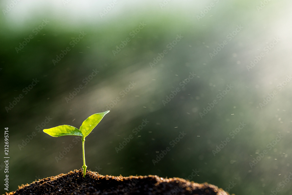 The seedling are growing from the rich soil to the morning sunlight - obrazy, fototapety, plakaty 