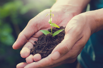 trees growing seedlings in hands. Bokeh green Background Female hand holding tree on ield grass Forest conservation and growing concept