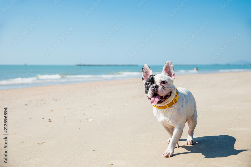 Portrait of french bulldog on the beach - obrazy, fototapety, plakaty 