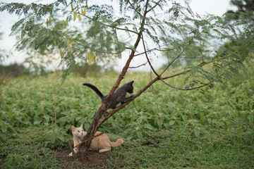 orange and gray kittens climbing in a tree on farm