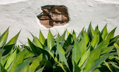 Interesting architectural detail showing a wall with a section of plaster missing exposing brick underneath