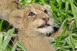 Putziges Löwen Baby im Gras