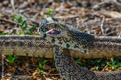 Fotografie, Tablou A Threatened Bull Snake in Attack/Strike Pose