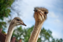 Ostriches On An Ostrich Farm