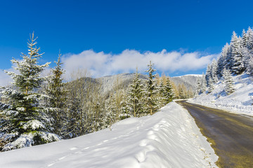 Winter snow trees in the mountains