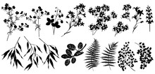 Silhouettes Of Forest And Garden Plants And Flowers. Set Of Vector Illustrations Isolated On White Background.