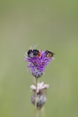 Wall Mural - Bumblebees on the blossom of a thistle plant