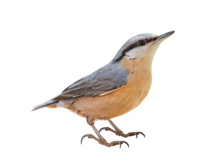 Wall Mural - Eurasian nuthatch or wood nuthatch (Sitta europaea) isolated on White background