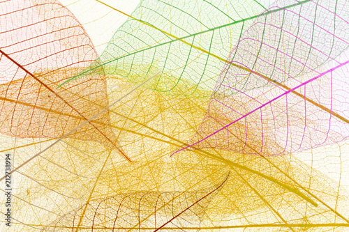 Fotografía fond de feuilles décoratives