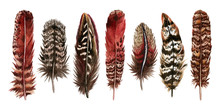Watercolor Hand Drawn Isolated Set Of Red Feathers
