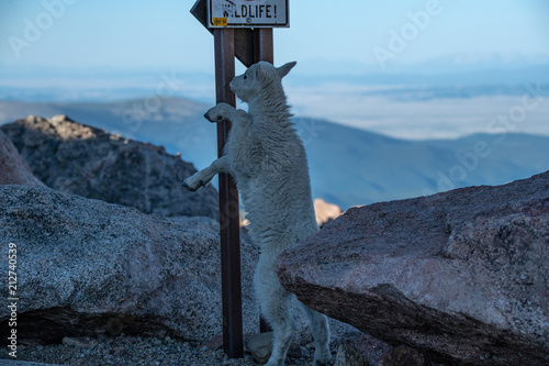 Fotografie, Obraz A Baby Mountain Goat Kid Under a Self Advertising Sign