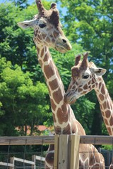 ADORABLE CLOSE UP OF A GIRAFFE