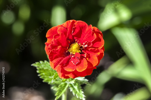 Fotografia, Obraz Potentilla 'William Rollison' a springtime summer red flower small shrub commonl