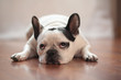 © Estrella Andrade - Dog portrait