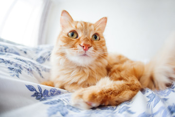 Cute ginger cat with funny expression on face lies on bed. The fluffy pet comfortably settled to sleep or to play. Cute cozy background, morning bedtime at home. Fish eye lens effect.