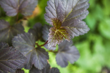 close up young currant leaves on thin branches in summer garden