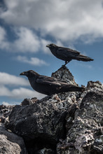 Crows On Rocks, Revillagigedo, Tamaulipas, Mexico