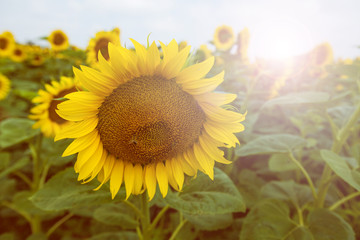 Wall Mural - Sunflowers summer nature landscape