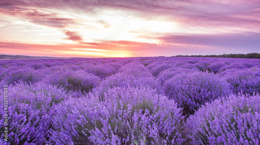 panorama field lavender summer. shallow depth of field - obrazy, fototapety, plakaty 