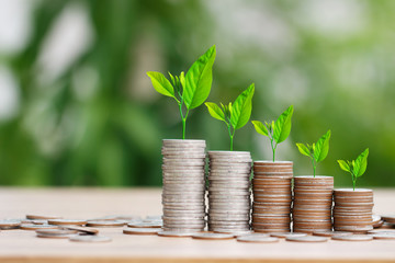 Tree growing on coins stack with sun ray for saving money concept