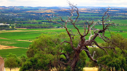 Poster - Landscape in Barossa Valley, South Australia