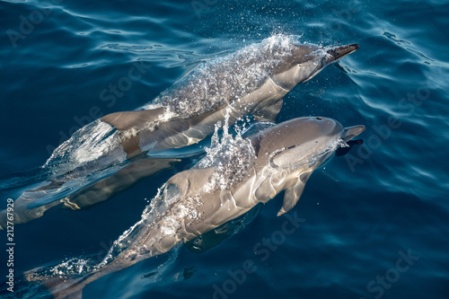 Plakat pływanie delfinów w oceanie
