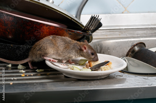 Fotomural Close-up young rat (Rattus norvegicus) sniffs leftovers on a plate on sink at the kitchen