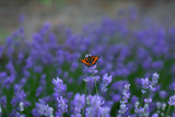 Fototapeta Lawenda - Lavender flowers with a vibrant Red Admiral butterfly settled  onto a bloom  having a bokeh background 